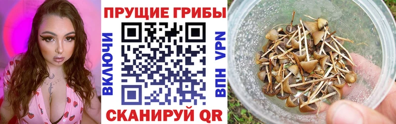 даркнет официальный сайт  Ярославль  Псилоцибиновые грибы Cubensis 
